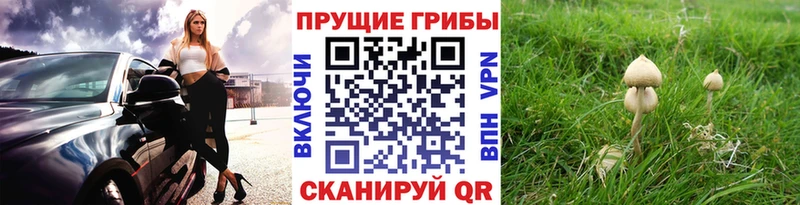 Галлюциногенные грибы Cubensis  магазин  наркотиков  Заводоуковск 